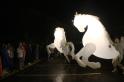 Fiers a Cheval 17 * 5184 x 3456 * (5.42MB)